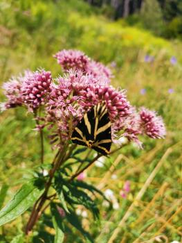 Preview: Wasserdost Bio-Qualität räuchern
